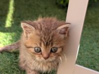 7 liebevolle Kitten abzugeben