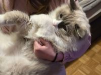 Wunderschöner Ragdoll-Jungkater (9 Monate) Blaue Augen | Kastriert | Premium-Zubehör