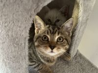 Zwei süße BKH Kitten suchen gemeinsam ein liebevolles Zuhause