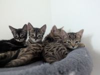 3 Monate Baby Kitten Bengal /BKH Mix