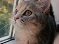 Liebevolles BKH Katzenmädchen (5,5 Monate) mit 24-teiligem Zubehör