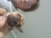 Französische Bulldoggen Welpen
