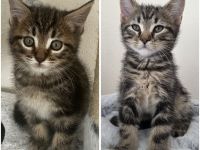 Maine Coon mix Jungs suchen liebevolles Zuhause