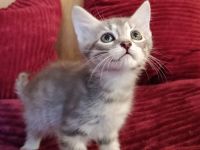Bildschöne sibirische Mixkitten suchen ihr Für immer Zuhause