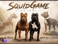 American Bully XL