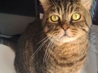 Kater Yoma, freundlich und selbständig, braucht ein ruhiges Zuhause