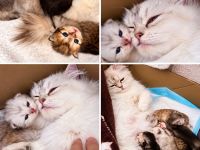 Wunderschöne Britisch Langhaar Kitten (BLH) ❤️ Reservierung möglich 🐾
