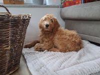 Wunderschöne Goldendoodle F1B in apricot