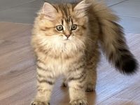 BLH Kitten zum Verlieben
