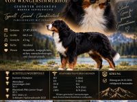 🏆 Simba vom Wangersimmerhof – Gekörter Berner Sennenhund Deckrüde – Bayern