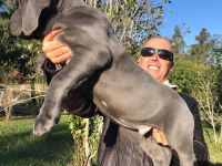 Cane Corso Welpen suchen ein liebevolles Zuhause