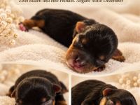 Biro Yorkshire Terrier Welpen- Abgabe Anfange/Mitte Dezember-Rüde und Hündin