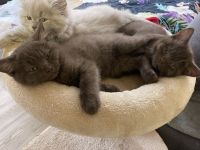 BKH Kitten in Farbe Cinnamon (Braun)