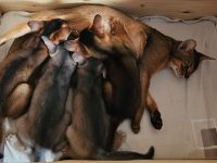 Vier edle reinrassige Abessinier Katerchen Blau und Ruddy   – kleine Persönlichkeiten fürs Leben🐾❤️