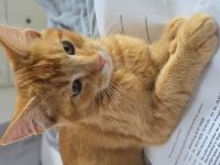 Maine Coon Mix Kater zu verkaufen