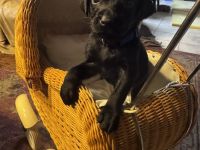 Labradorwelpen