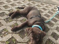 Labrador Schoko Junghund
