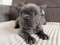 zuckersüße  französische Bulldoge Welpe blue