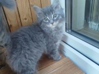 Süße reinrassige Maine Coon Kitten Kater