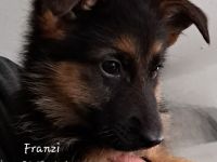 Franzi – kleine Schäferhund-Dame sucht ein liebevolles Zuhause