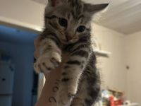 Süßer Bengal Main Coon Kater