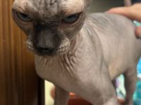 Reinrassiger Kanadischer Sphynx