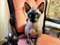 abgabebereit canadian sphynx