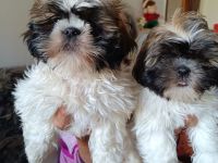 Zuckersüße Shih Tzu Mischlingswelpen „Charlie“ & „Lucky“ – Katzen-gewöhnt & beide Elterntiere vor Or