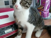 Katze Kätzchen EKH 16 W.alt