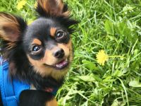 Milan sucht Mädchen