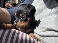 Chihuahua Welpen