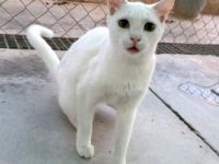 Blanquita