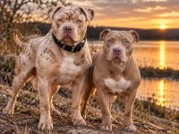 American Bully XL Welpen in Lilac – Rüde & Hündin suchen ein Zuhause
