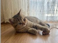 Reinrassige BKH Kater Britisch kurzhaar
