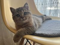Golden Tabby