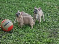 Französische Bulldogge Welpen
