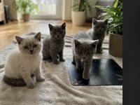 Vier britisch Kurzhaar kitten zu verkaufen