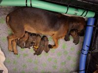 Süßer Nachwuchs! Reinrassige Welpen (Bayerischer Gebirgsschweißhund) ohne Papiere
