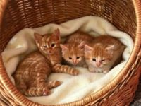 Rothkäppchen, Kobold, Pfiffer & Fee