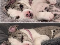 American Bully hündin