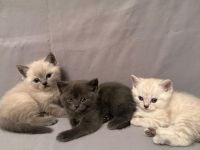 Wundervolle Britisch-Kurzhaar-Kitten ABGABE 01.11.2026
