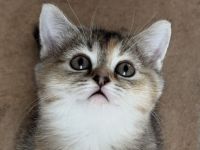 Wunderschön, Baby Katze ragdoll &bkh