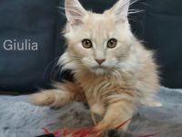 Maine Coon Babies (Transport möglich!)