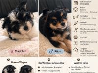 Pomchi Welpen