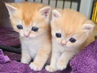 BKH Kitten Golden Shaded & Golden Shell – Exklusive