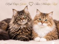 sibirische Waldkatzenkinder