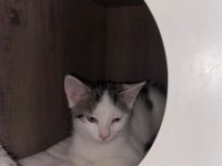 3 schöne Chaoten