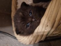 Schwarzes BKH-MIX Kitten zu verkaufen