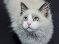 SUCHE reinrassigen Ragdoll Deckkater