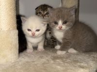 Zuckersüße 4 Kitten suchen ihre Wohlfühloase